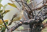 Plain-crested Elaenia